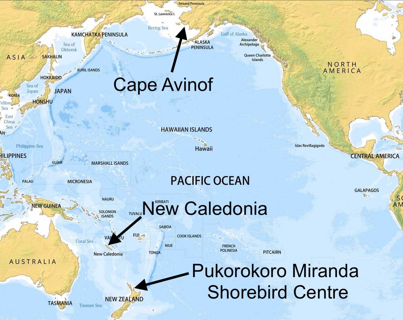 3. male godwit's stopping places.jpg